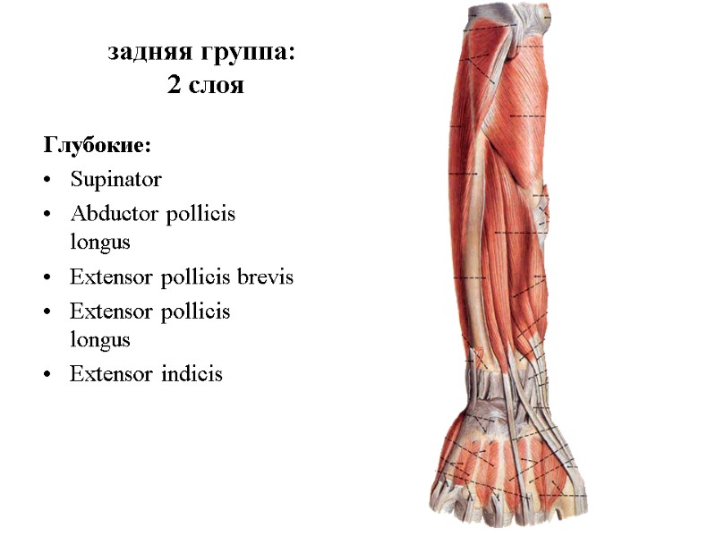 задняя группа:  2 слоя Глубокие: Supinator Abductor pollicis longus Extensor pollicis brevis Extensor